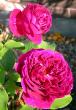 tn_gallery_276_1247_17438.jpg