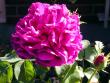 tn_gallery_276_1247_61171.jpg