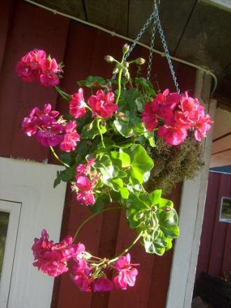 gallery_10191_1987_30810.jpg