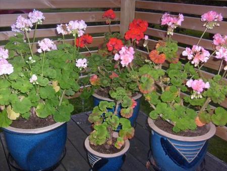 gallery_10191_1987_66607.jpg