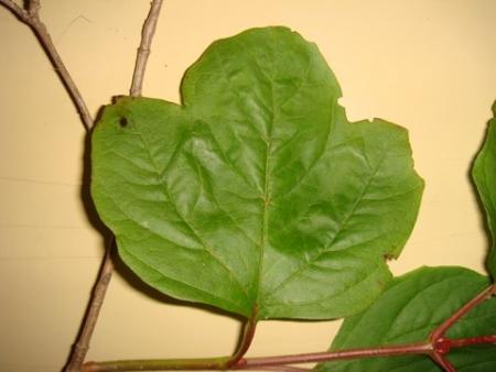 gallery_1105_3925_11201.jpg
