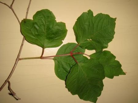 gallery_1105_3925_19592.jpg