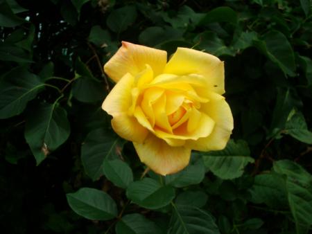 gallery_12789_2988_76899.jpg