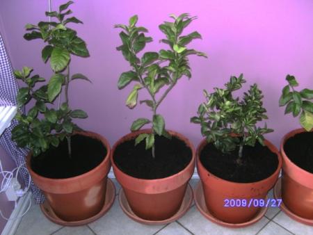 gallery_14396_3912_60091.jpg