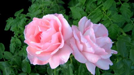 gallery_25862_3926_107777.jpg