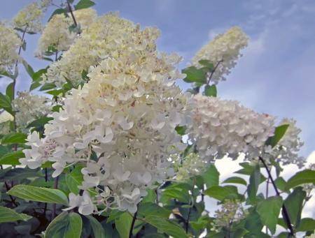 gallery_25862_3926_56171.jpg