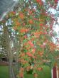 tn_gallery_10191_1987_105446.jpg