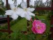 tn_gallery_10191_1987_10746.jpg