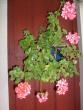 tn_gallery_10191_1987_48382.jpg
