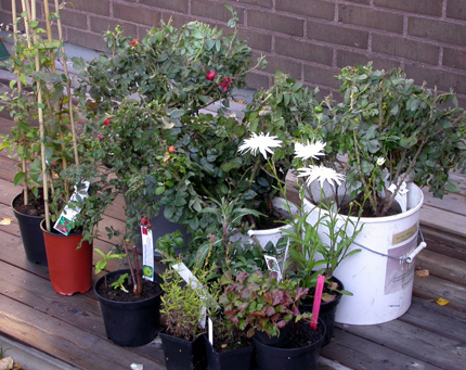 gallery_276_1659_19058.jpg