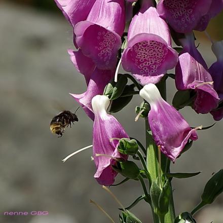 gallery_26356_33_15255.jpg