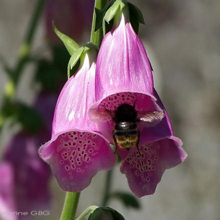 gallery_26356_33_46950.jpg