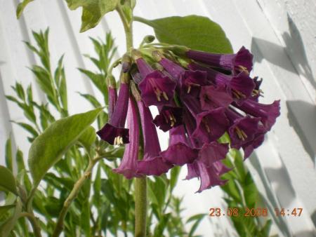 gallery_3363_60_45843.jpg