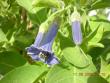 tn_gallery_3363_60_48527.jpg