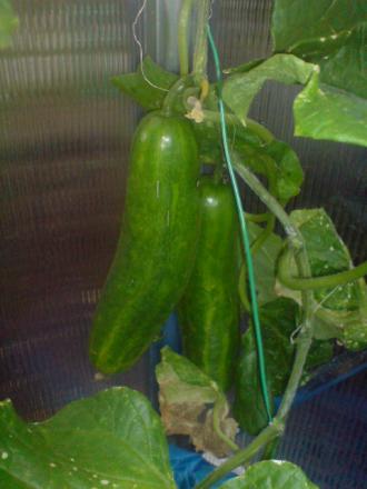 gallery_17820_3939_45237.jpg