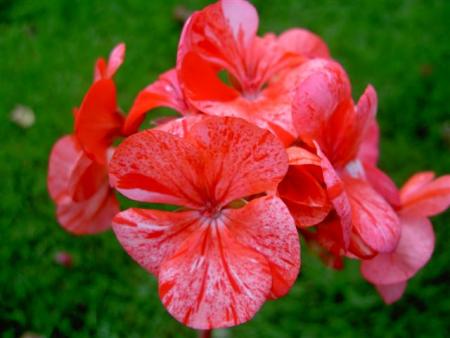 gallery_9377_3942_12215.jpg