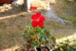 tn_gallery_9377_3942_53685.jpg