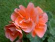 tn_gallery_9377_3942_705.jpg