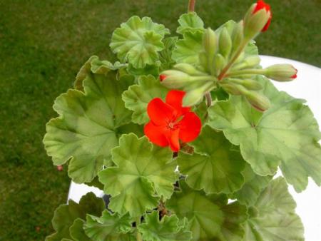 gallery_9377_3942_14496.jpg