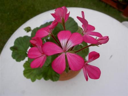 gallery_9377_3942_17684.jpg