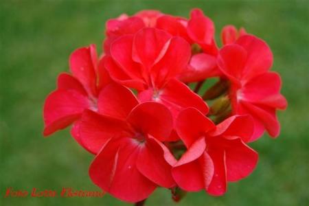 gallery_9377_3942_26567.jpg