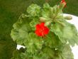 tn_gallery_9377_3942_14496.jpg
