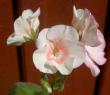 tn_gallery_9377_3942_16128.jpg