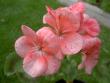 tn_gallery_9377_3942_19739.jpg