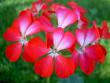tn_gallery_9377_3942_35201.jpg