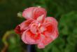 tn_gallery_9377_3942_45991.jpg