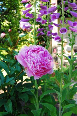 gallery_19840_3950_90290.jpg
