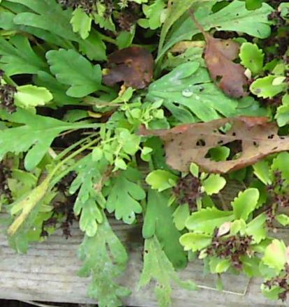 gallery_26430_3944_38171.jpg