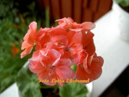 gallery_9377_3958_11565.jpg