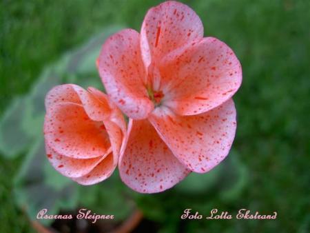 gallery_9377_3958_11569.jpg