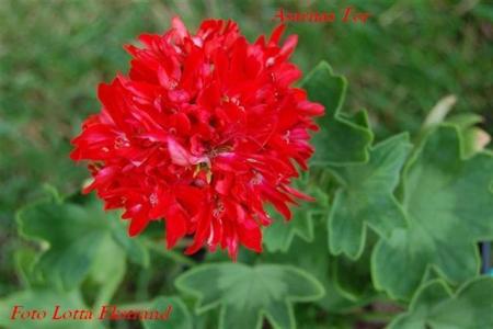 gallery_9377_3958_42380.jpg