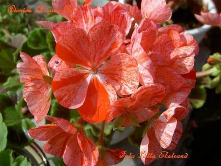 gallery_9377_3958_5233.jpg