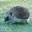 tn_gallery_26356_35_200993.jpg