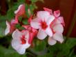 tn_gallery_9377_3958_946.jpg