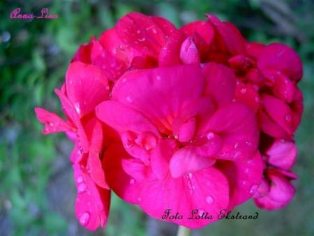 gallery_9377_3958_14510.jpg
