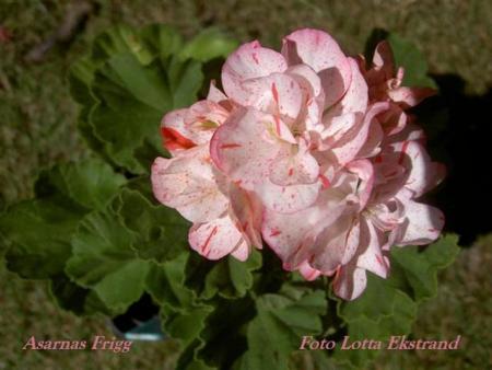 gallery_9377_3958_14716.jpg