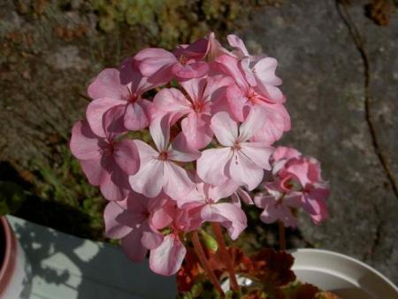 gallery_9377_3958_17645.jpg