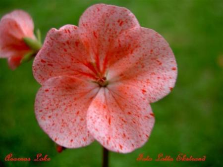 gallery_9377_3958_20550.jpg