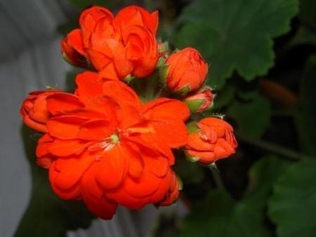 gallery_9377_3958_21234.jpg