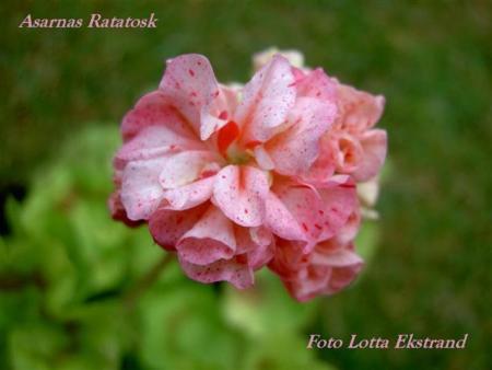 gallery_9377_3958_23456.jpg