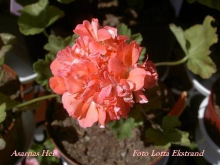 gallery_9377_3958_29597.jpg