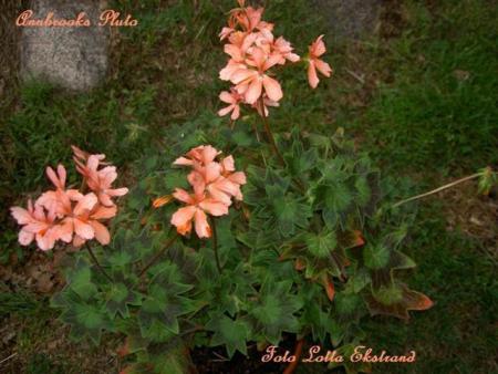 gallery_9377_3958_35608.jpg