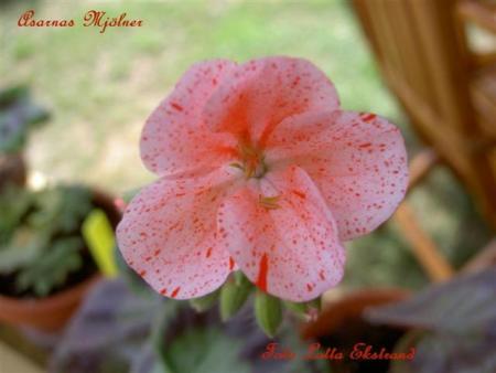 gallery_9377_3958_397.jpg