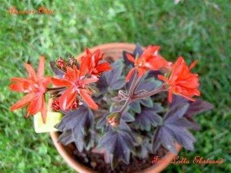 gallery_9377_3958_40424.jpg