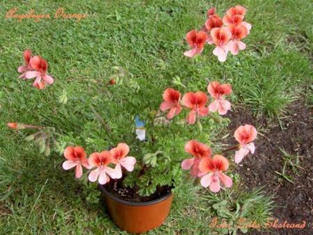 gallery_9377_3958_57848.jpg
