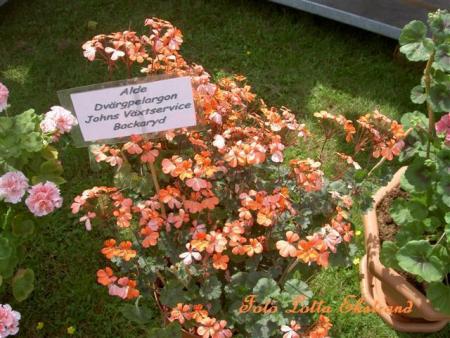 gallery_9377_3958_64964.jpg